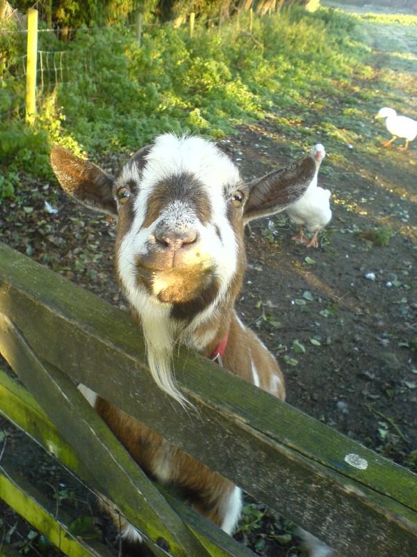 Playing the goat – forest bash from Brandon