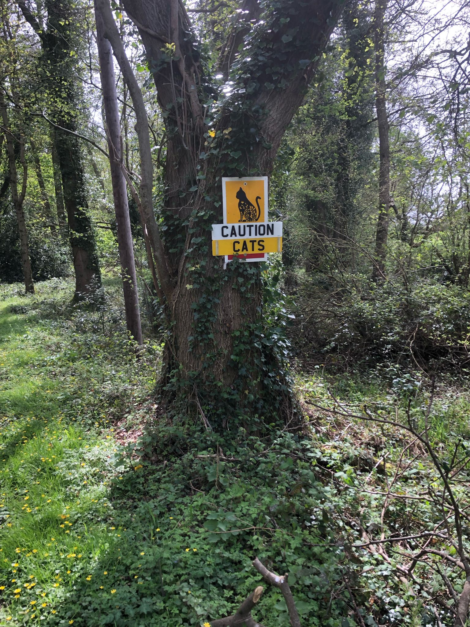 I ain’t ‘fraid of no Cats