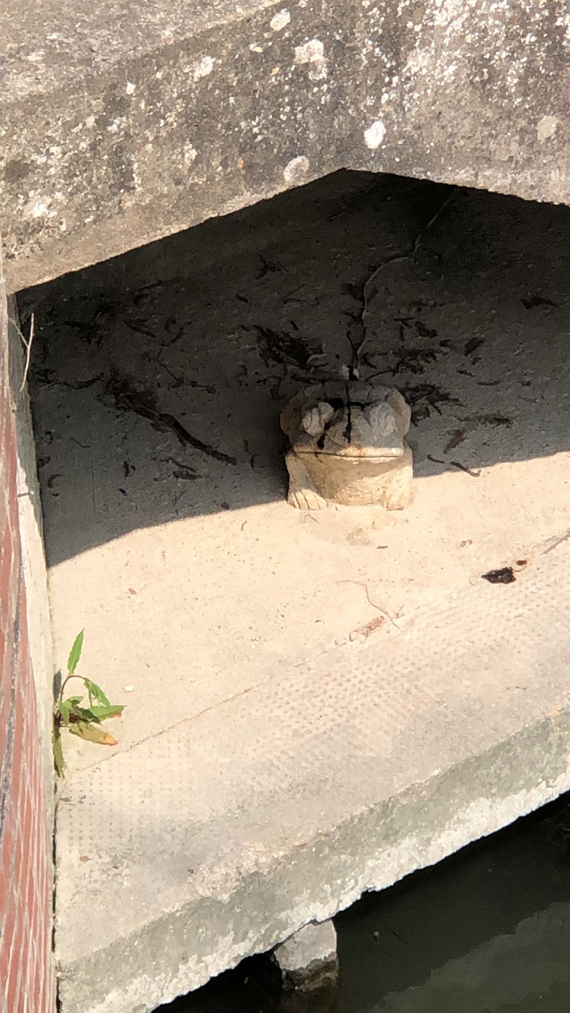 Concrete Frogs?