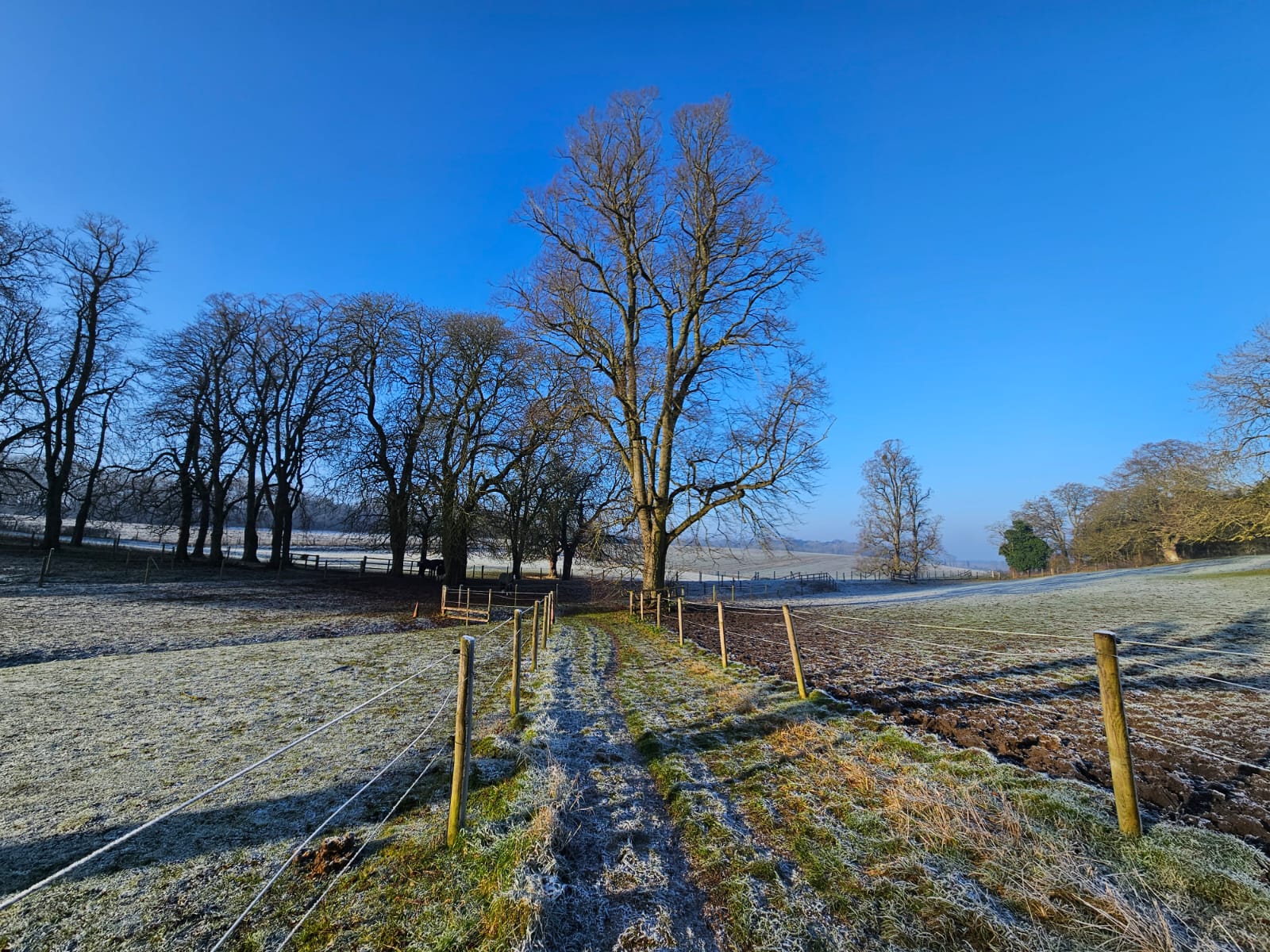 A Sausage is Missing